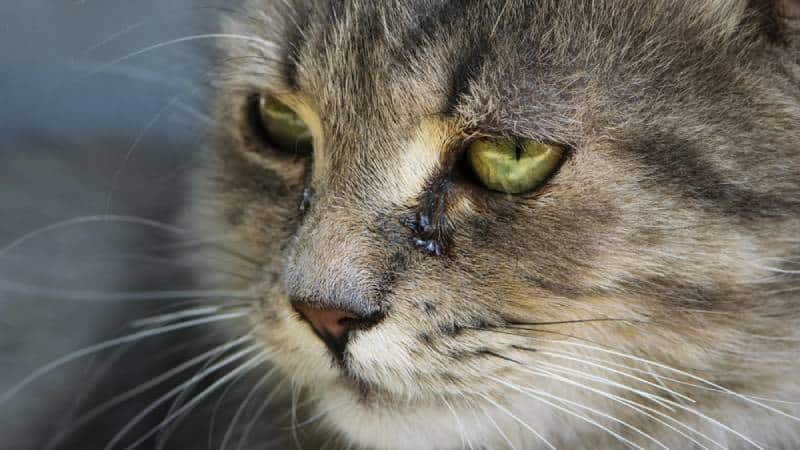 Can Cats Produce Tears? Vet Approved Facts