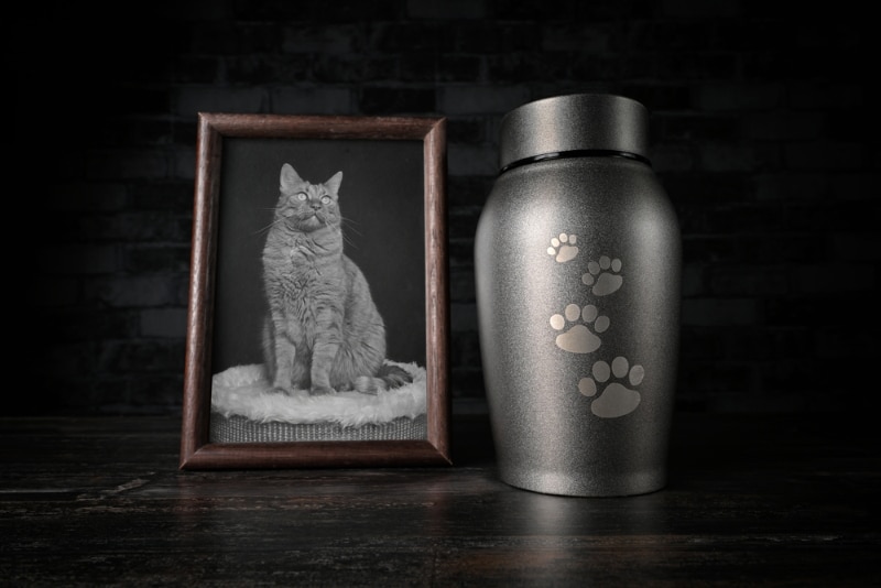 10 Thoughtful Ways to Memorialize Your Cat