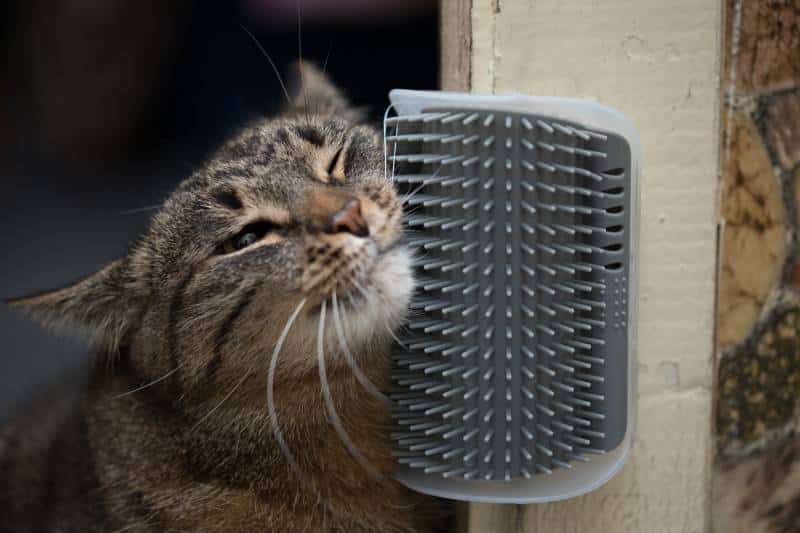 10 Cat Inventions That You Might Not Know Exist: Must-Have Gadgets For Your Pet
