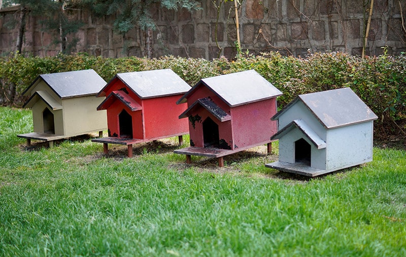 How to Build an Insulated DIY Outdoor Cat House: Step-By-Step Guide