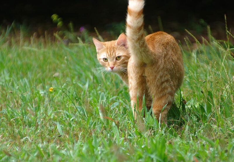 Do Cats Fart? Vet Reviewed Causes, Treatment & Prevention