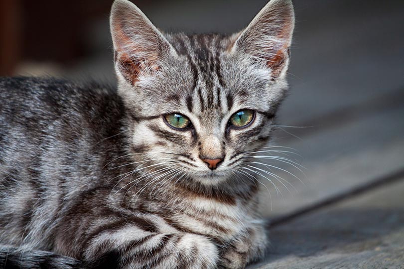What Causes Lumps on Cats? 6 Possible Causes & What to Do