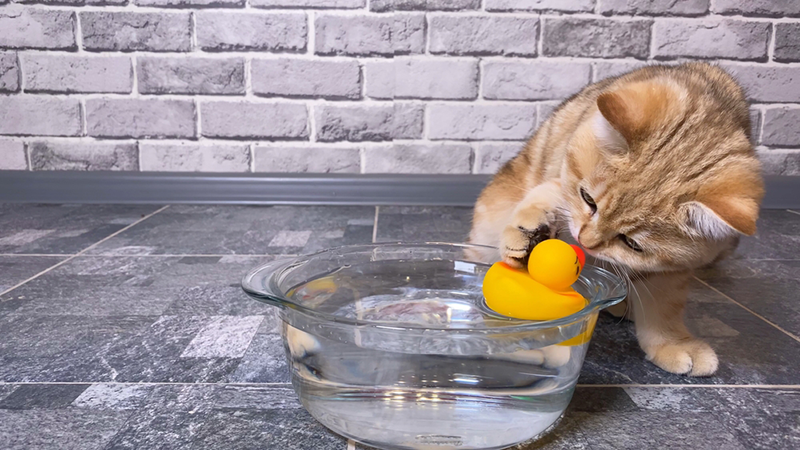 Why Do Cats Put Toys in Their Food Bowl? Behavior Explained
