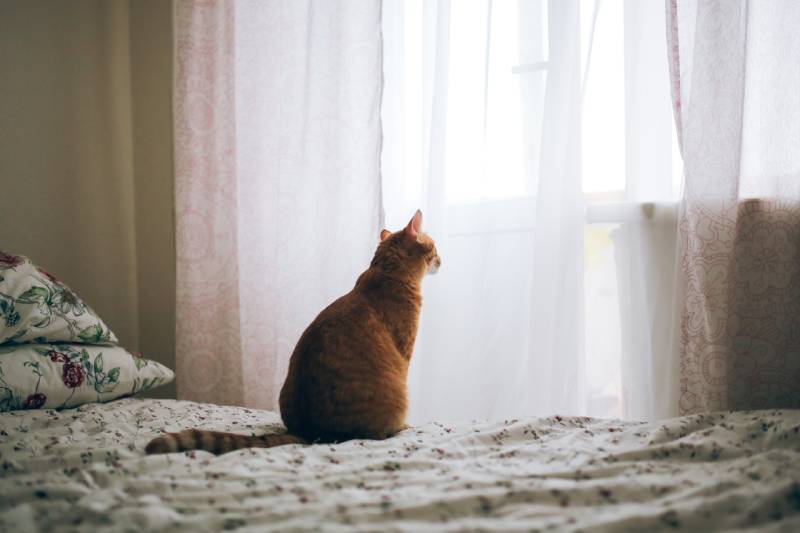What Do Cats Do When They Are Alone? 6 Vet-Approved Tips on Making It Fun for Them