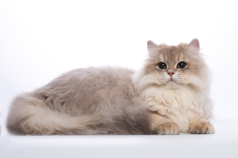 Dementia in Cats: Our Vet Explains Signs & Treatments