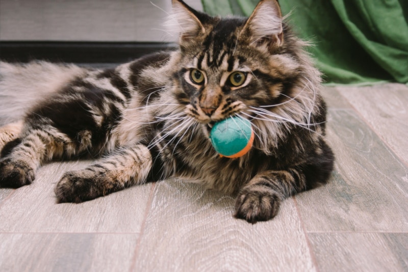 Why Does My Cat Steal Things From Me? 10 Vet-Reviewed Assumptions