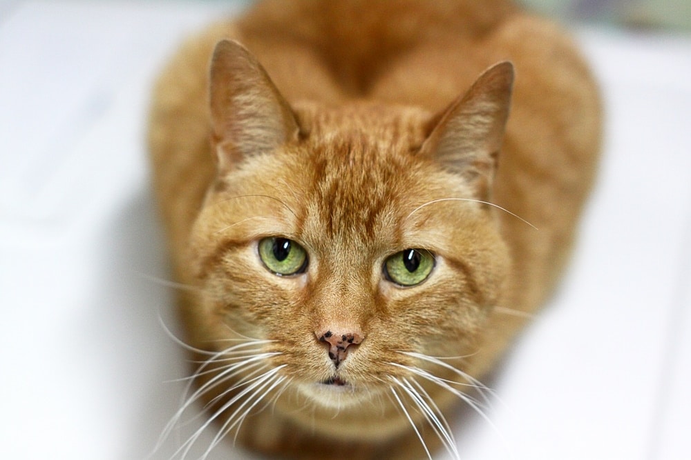 Why Is My Cat's Nose Raw? Vet-Reviewed Causes & Treatment