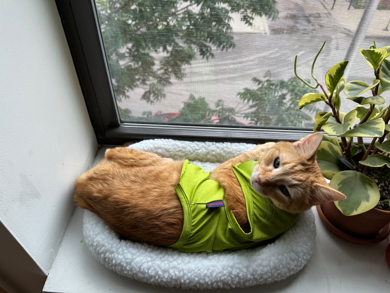 orange tabby cat lying on cat bed on the windowsill
