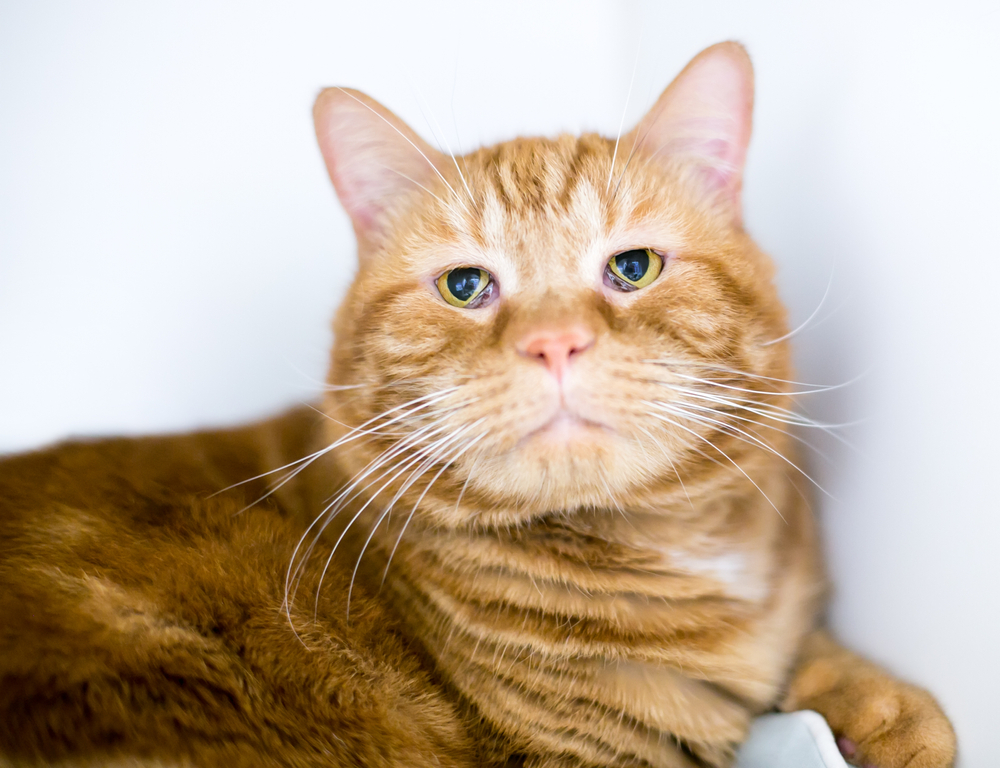 Haws Syndrome in Cats: Causes, Signs & Treatments (Vet Answer)
