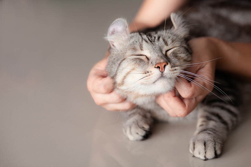 Why Do Cats Like Their Cheeks Scratched? 4 Vet-Approved Reasons & FAQ