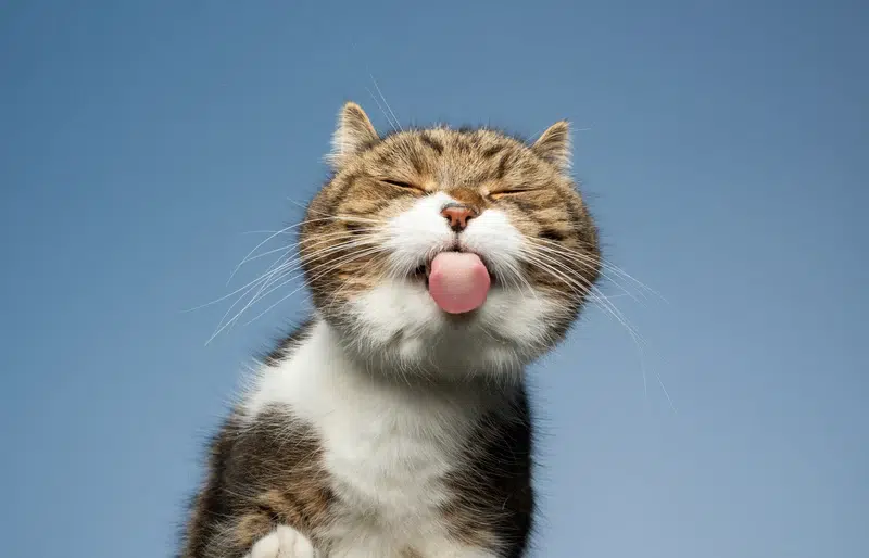 6 Cats Tongue Facts: Vet Reviewed Feline Anatomy Guide