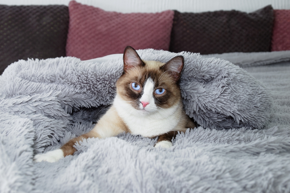 Do Cats Have an Evening Routine? Vet Approved Facts & FAQ