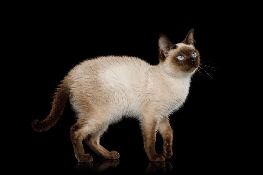 Toybob Cat Breed: Info, Pictures, Temperament & More