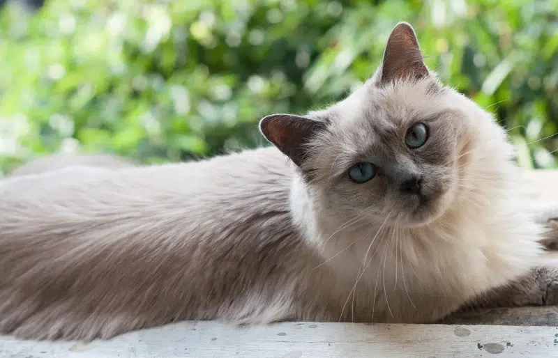 Grey and White Siamese Cats: Info, Pictures, Facts & History