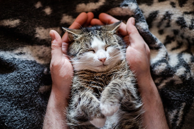 10 Proven Ways to Spoil Your Cat