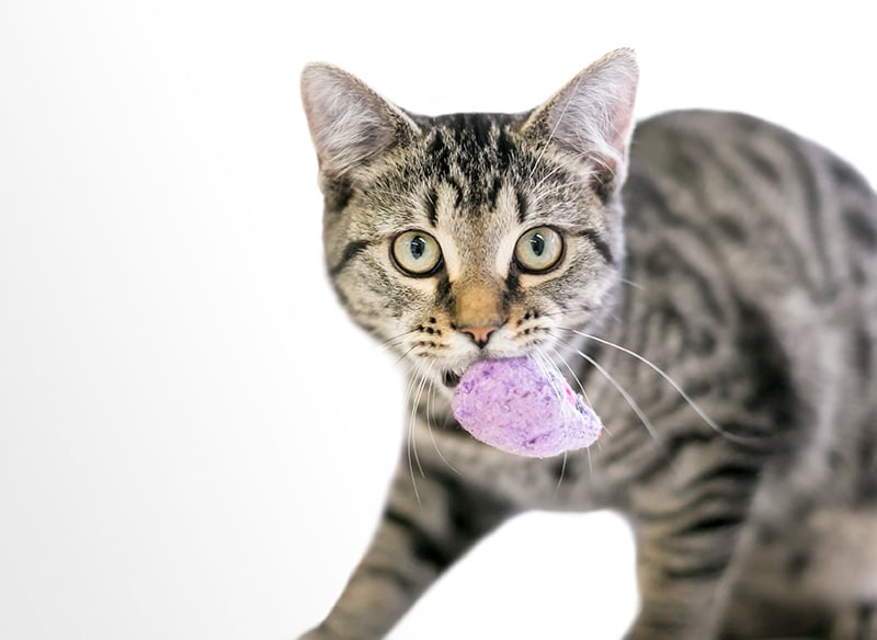 Why Do Cats Bring You Gifts of Toys or Dead Animals? Vet-Reviewed Behavior Guide