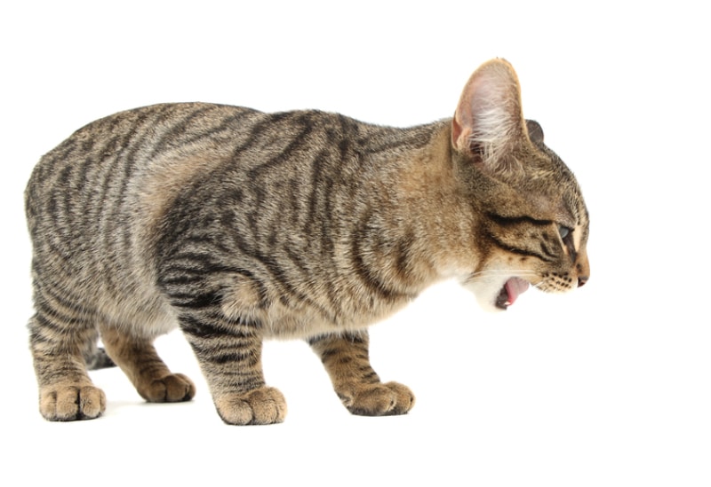 What Does a Cat Hairball Look Like? Vet-Reviewed Facts & FAQ