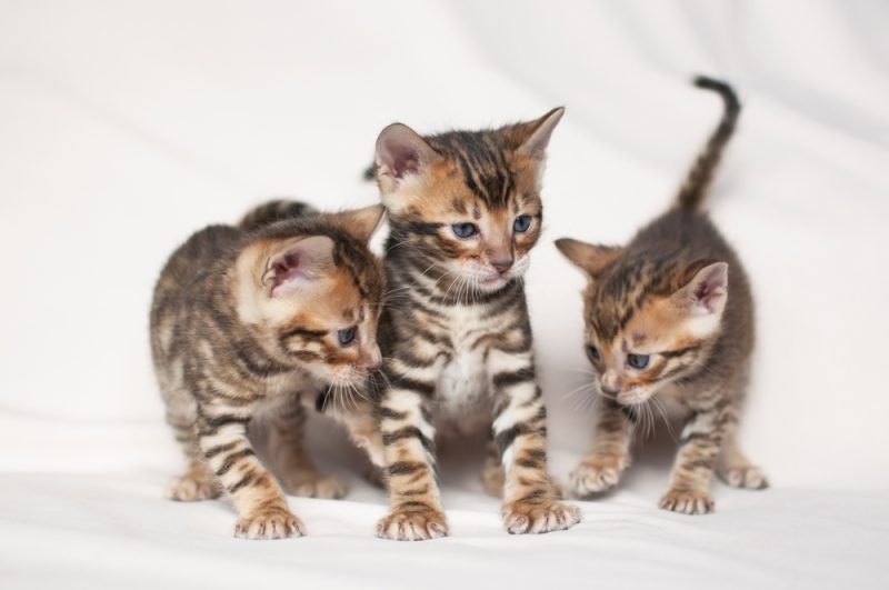 How to Become a Cat Breeder: Vet-Reviewed Ethics & Standards Explained