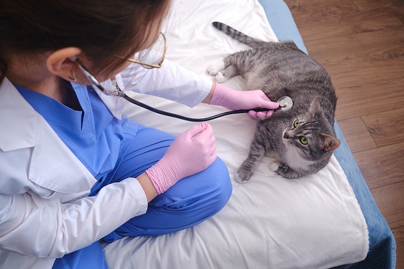 How Contagious Is Feline Infectious Peritonitis (FIP)? Our Vet Explains