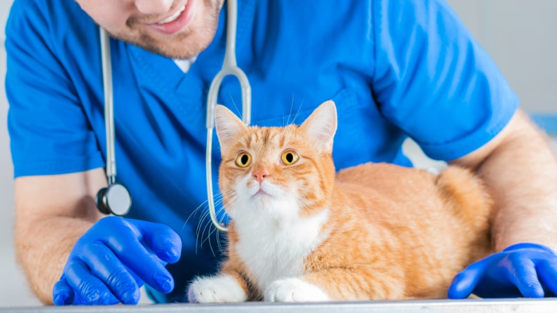 National Holistic Pet Day 2026: What & When It Is
