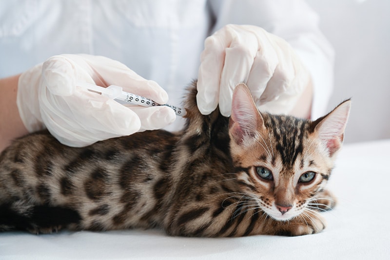 Injection-Site Sarcoma: 9 Vet-Verified Facts