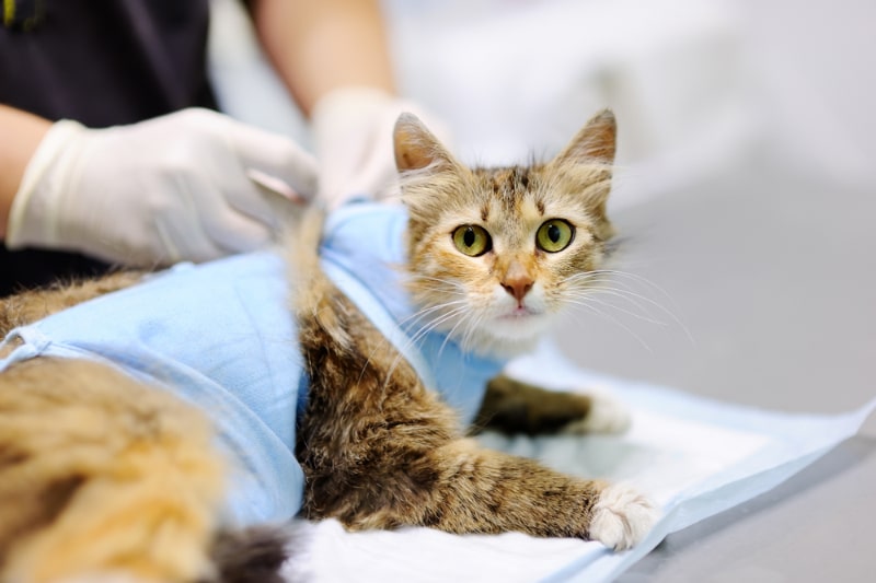How to Get Your Cat to the Vet: 6 Vet-Approved Tips If They Really Don't Want to Go
