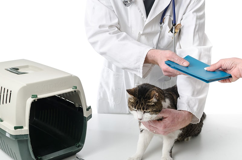 Vet Checklist: What to Bring to Your Cat’s First Visit (Vet-Approved)