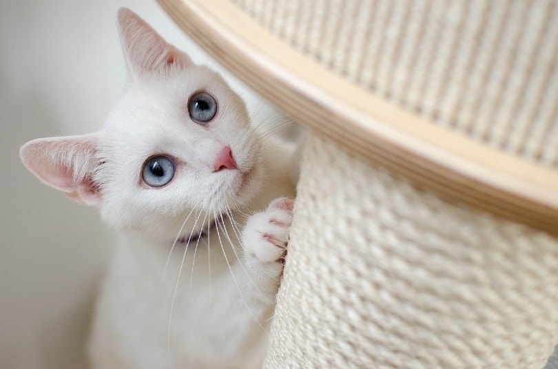Will Cats Use a Used Cat Tree? Vet-Reviewed Secondhand Equipment for Cats