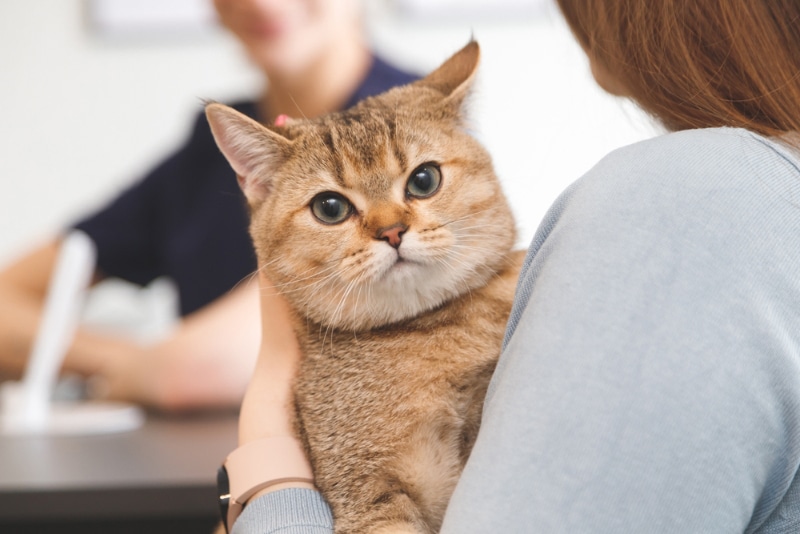 7 FIV in Cats Vet-Approved Facts You Might Not Know About