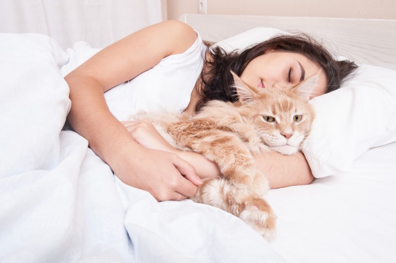 I’m Dreaming About My Cat: The Meaning Behind This