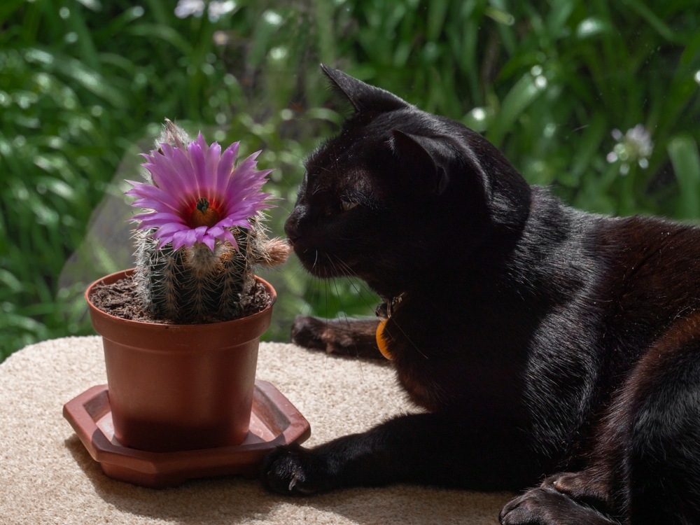 A black cat is inspecting a cactus with pink flowers in a pot