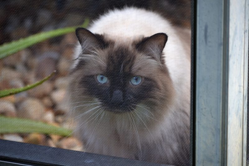 A sizable Siamese-mix cat