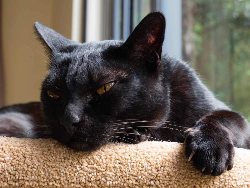 An ebony-coloured Mandalay cat is resting