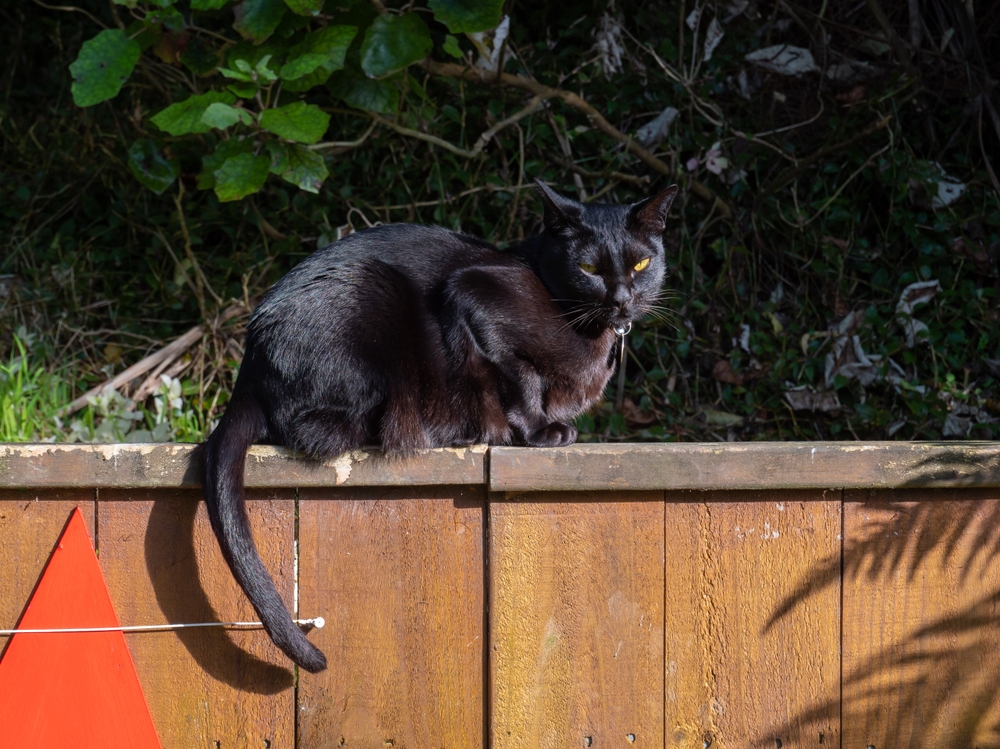 An ebony-coloured Mandalay cat sitting on a wooden fence