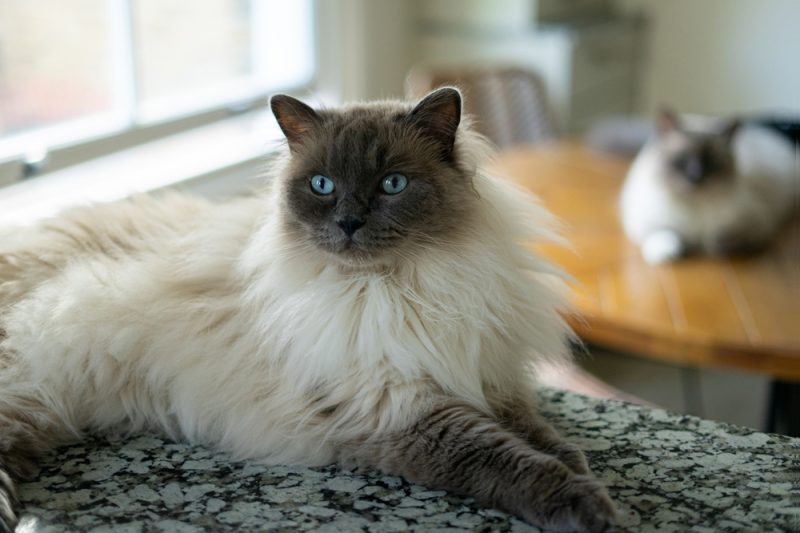 Big intense looking siamese colored