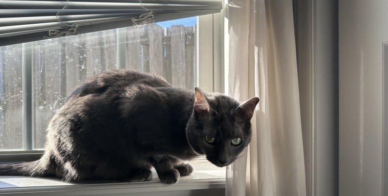 The Vocal Talents of Cats: Olga’s Repertoire of Sounds (with Video)