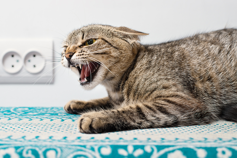 Redirected Aggression in Cats: Vet-Verified Causes & How to Stop It