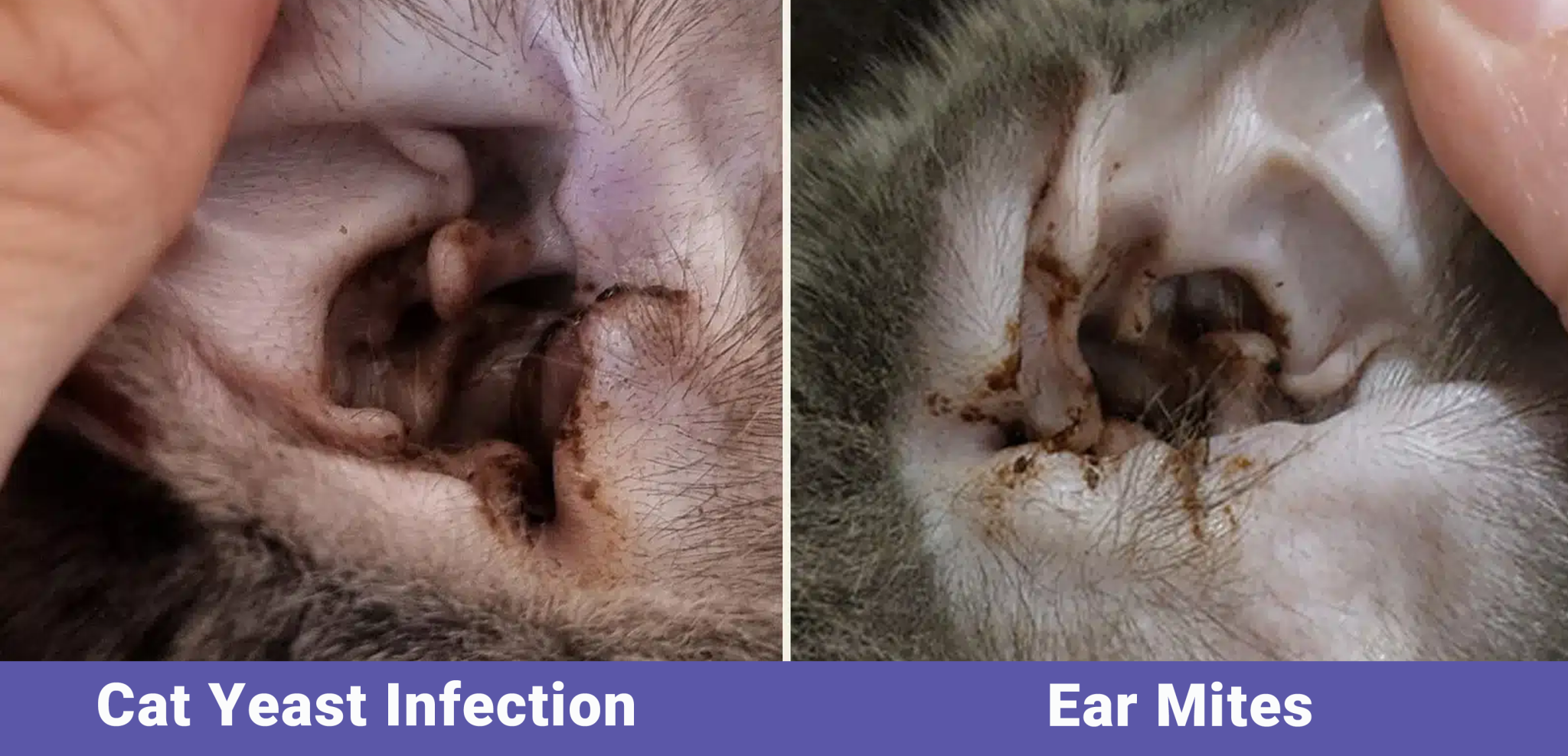 Cat Yeast Infection vs. Ear Mites