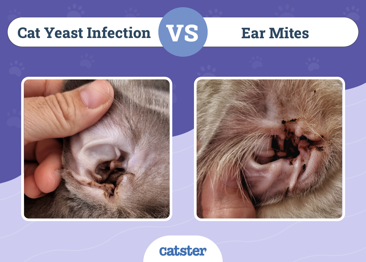 Cat Yeast Infection vs. Ear Mites: Vet Reviewed Differences (With Pictures)