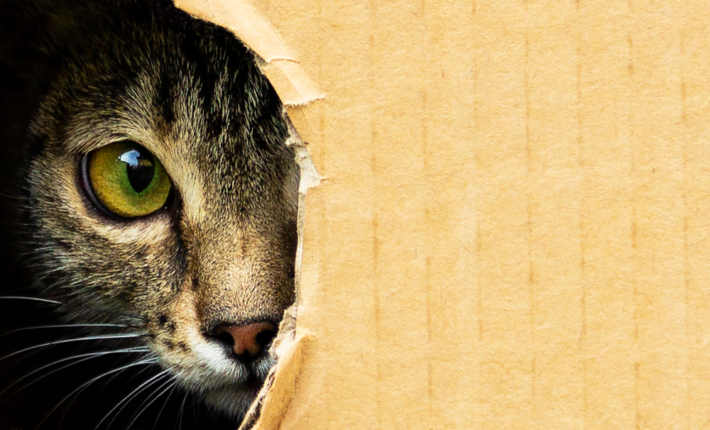 9 Tips for Helping Your Cats Adjust to a Smaller Space in Your New Home