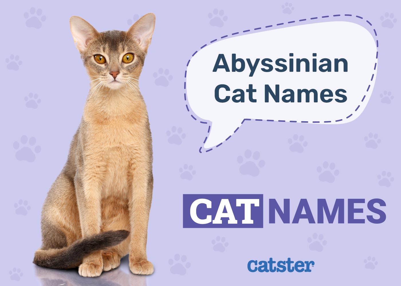 130 Amazing Names for Abyssinian Cats in 2026