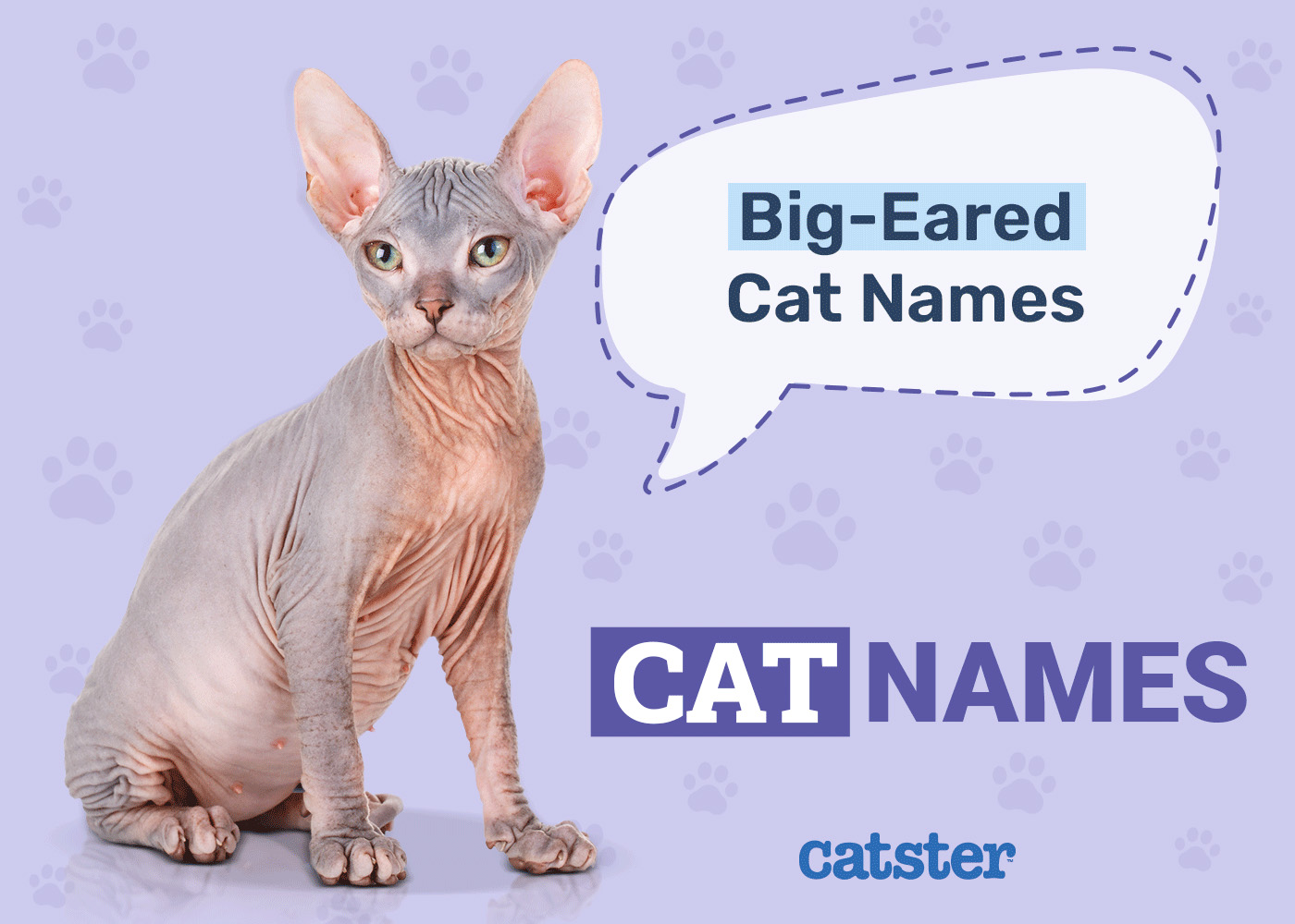 190+ Big-Eared Cat Names: Creative and Funny Ways to Call Your Pet