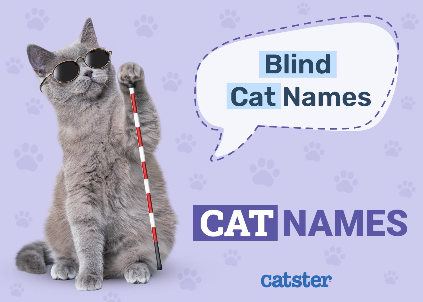 Blind Cat Names: 170 Great Ideas for Your Amazing Pet
