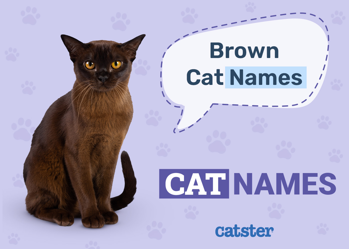 200 Brown Cat Names: Ideas for Bronzed & Nutty Felines