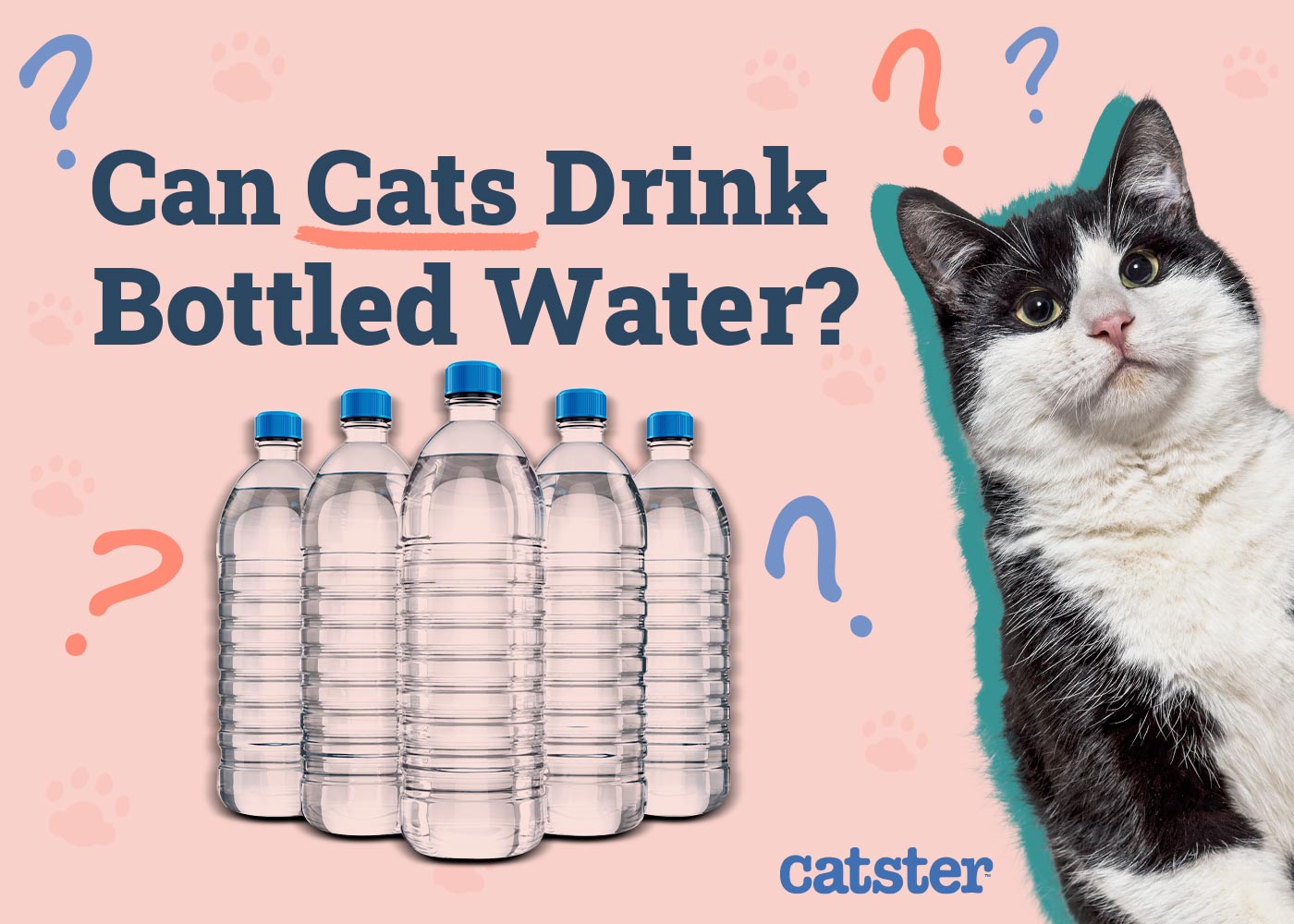 Can Cats Drink Bottled Water? Vet-Reviewed Types & Recommendations