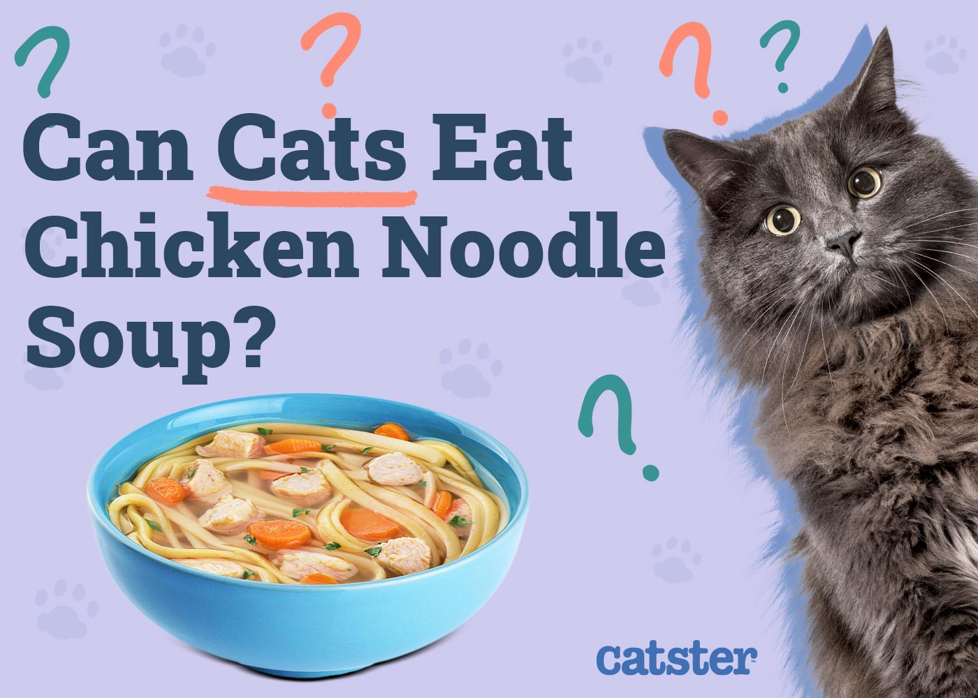 Can Cats Eat Chicken Noodle Soup? Vet-Reviewed Facts & Risks