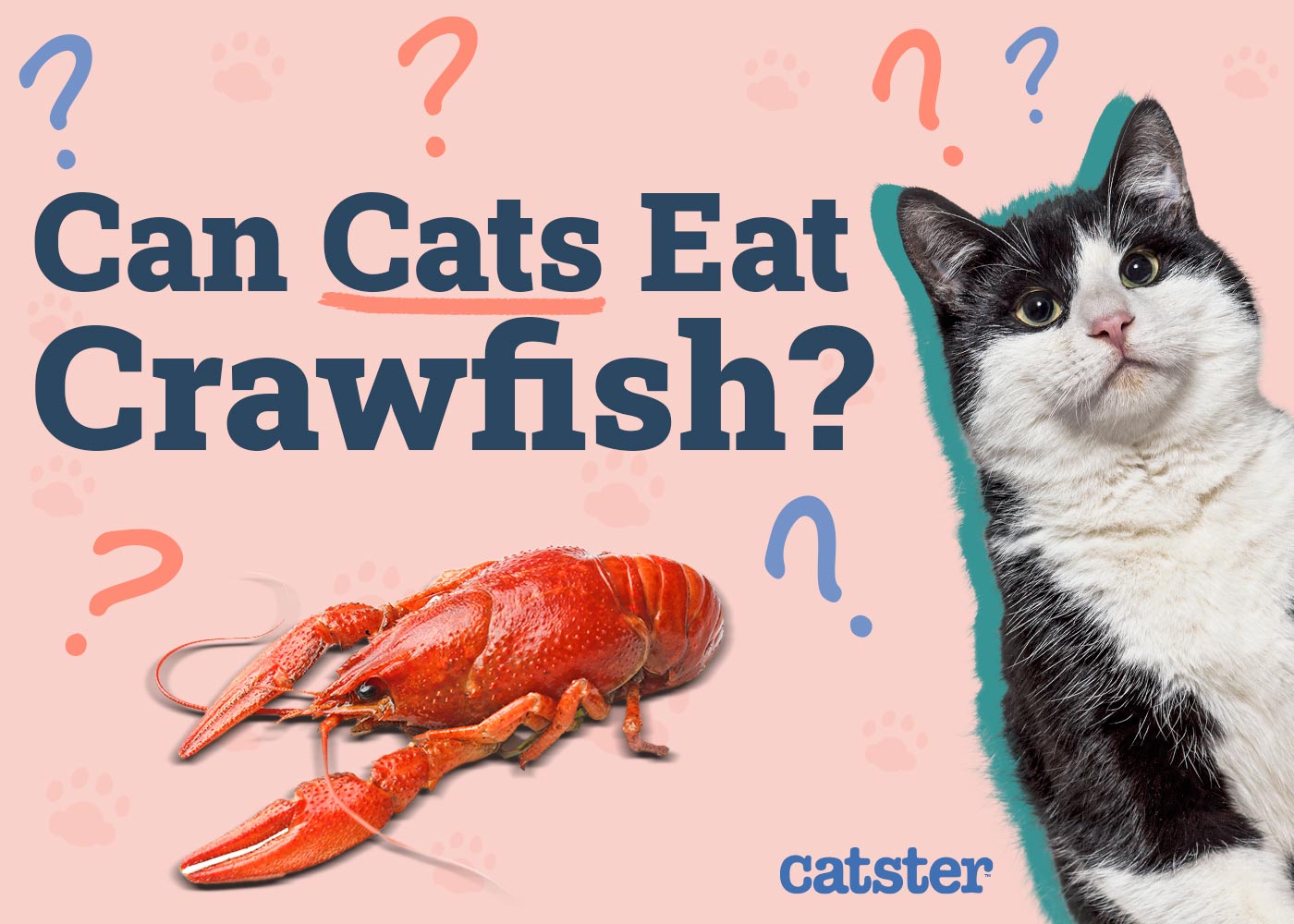 Can Cats Eat Crawfish? Vet-Reviewed Risk & Benefits