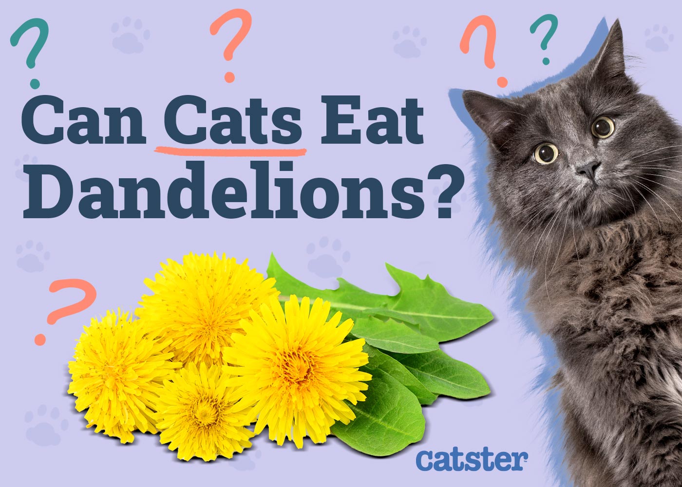 Can Cats Eat Dandelions? Vet-Approved Nutritional Benefits & FAQ