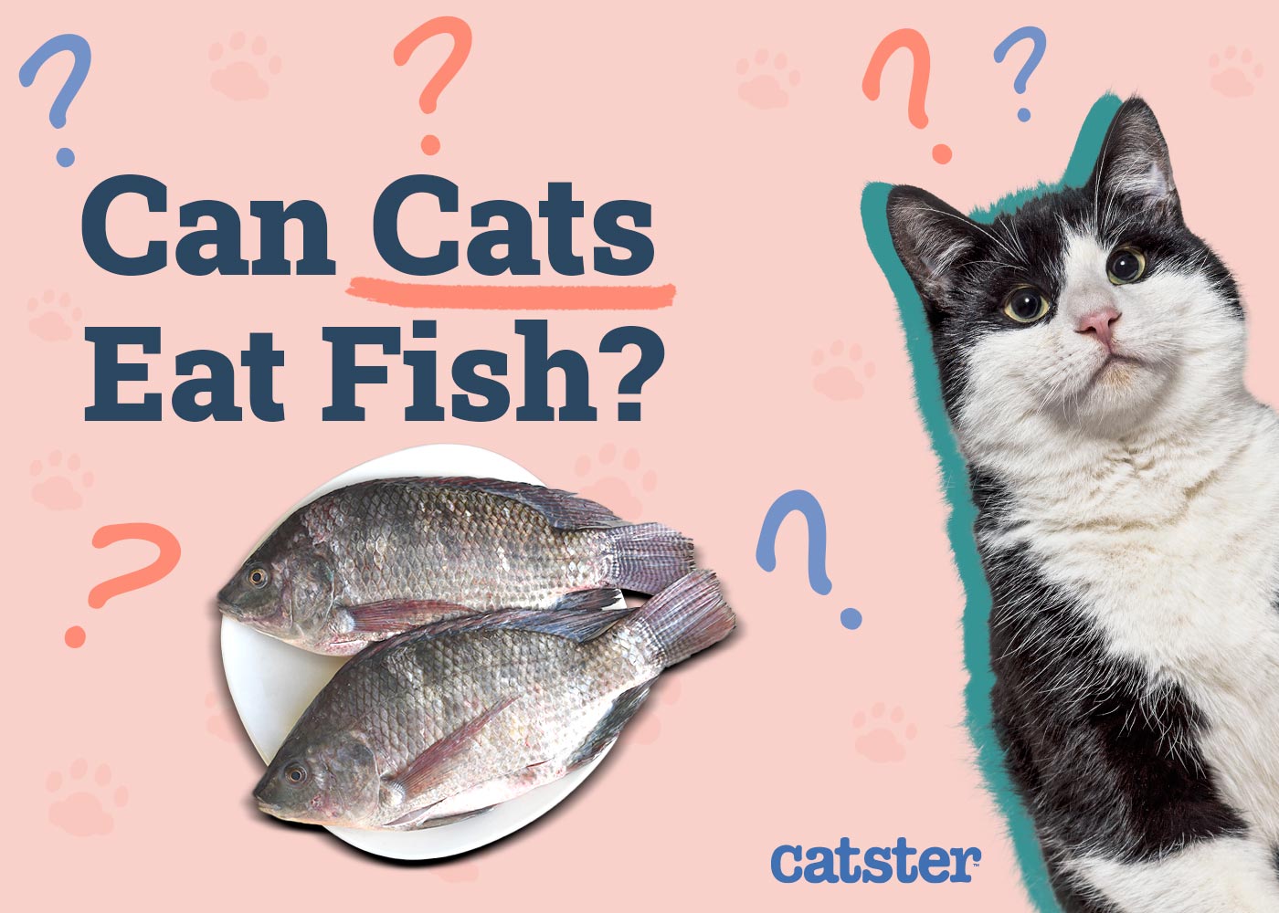 Can Cats Eat Fish? Vet-Verified Benefits, Dangers & FAQ