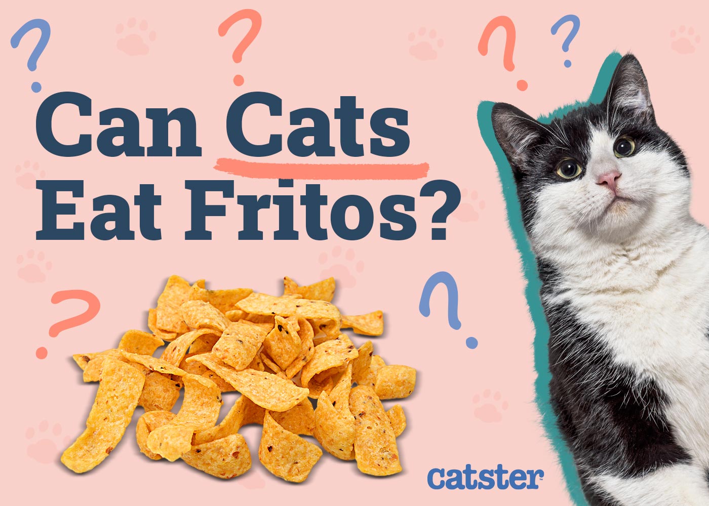 Can Cats Eat Fritos? Vet-Approved Alternatives & Risks